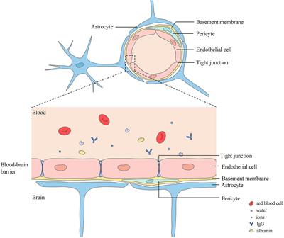 Cerebral edema after ischemic stroke: Pathophysiology and underlying mechanisms